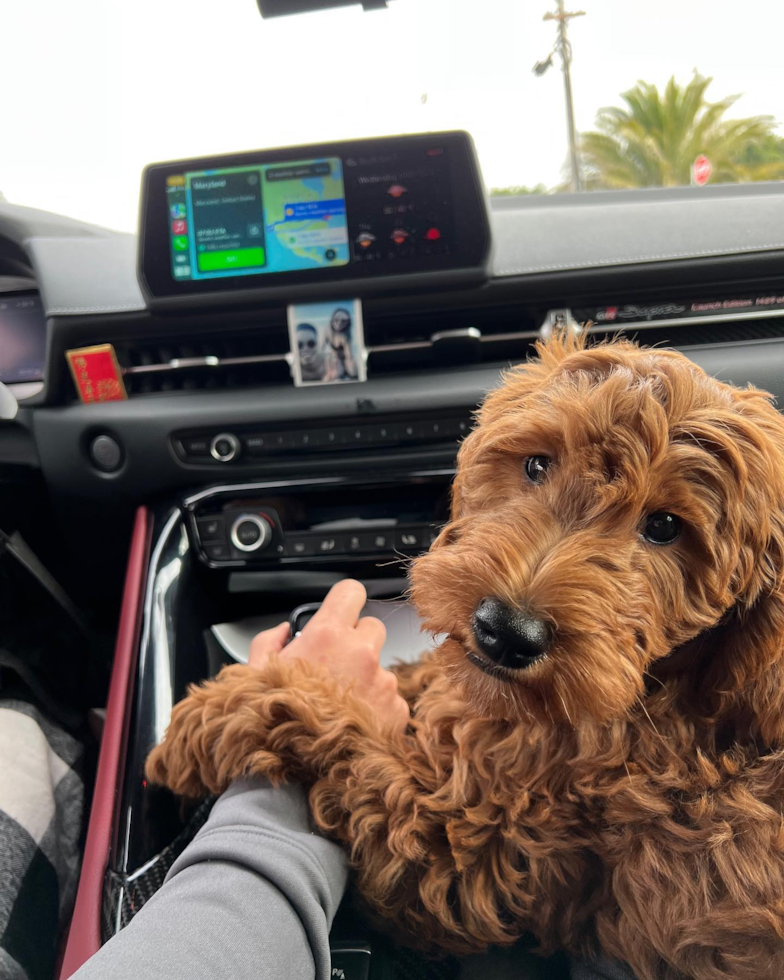 Cute Mini Goldendoodle Pup in South San Francisco CA