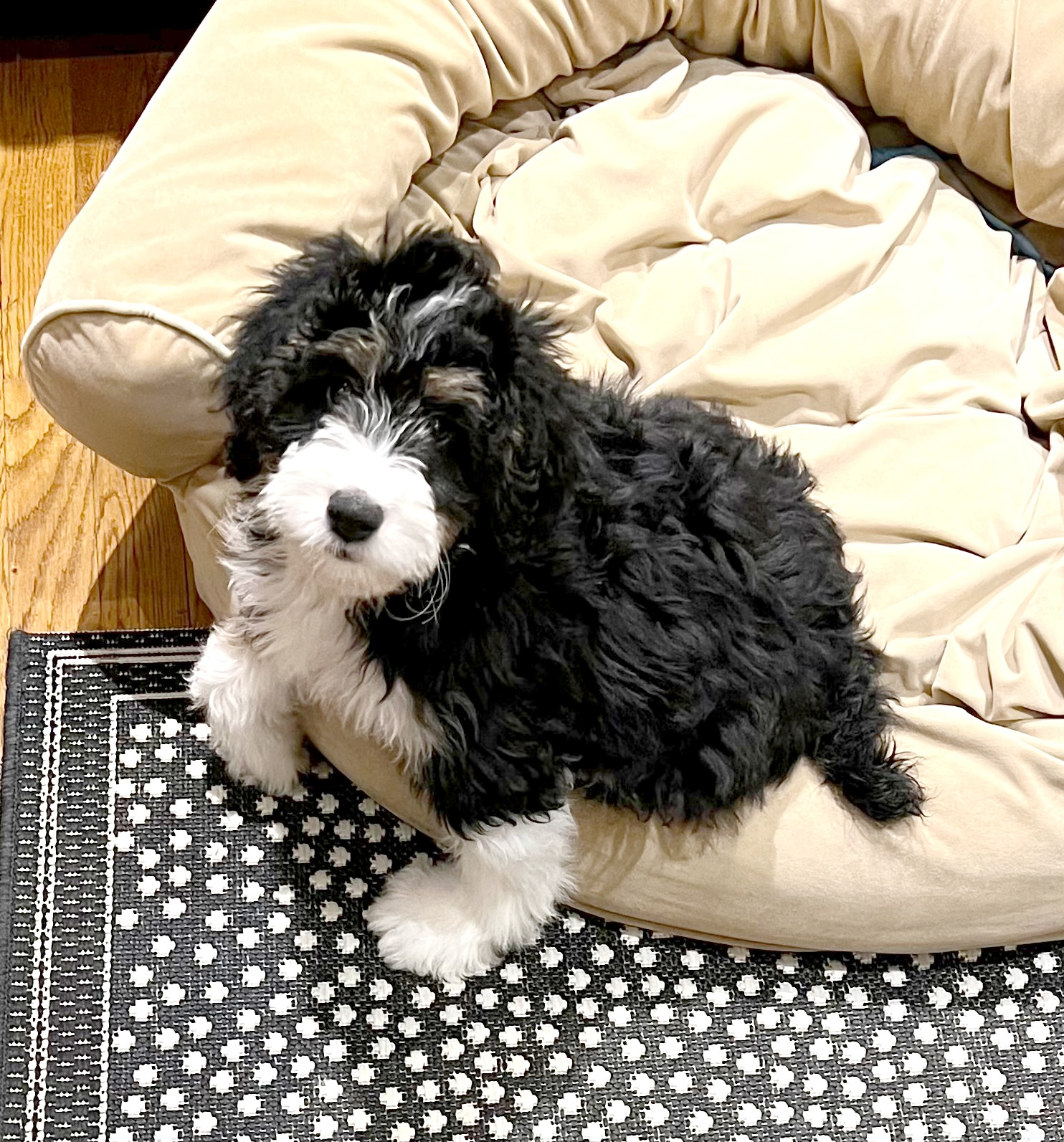 Cute Mini Bernedoodle Baby