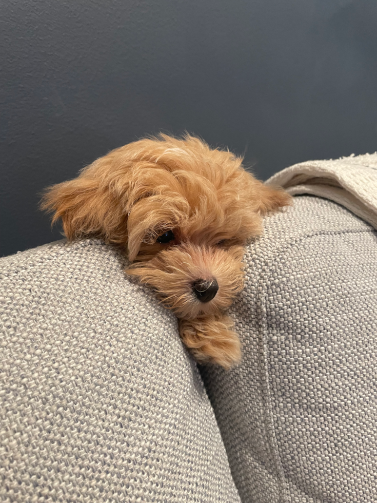 Adorable Maltese Poodle Poodle Mix Pup