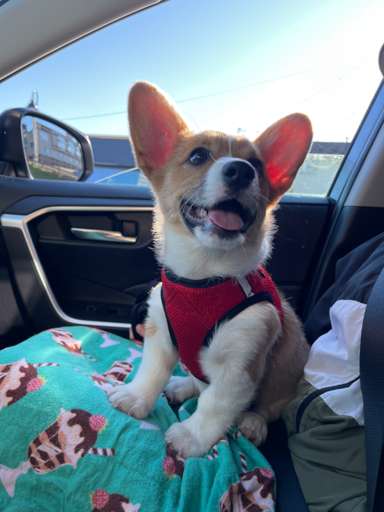 Pembroke Welsh Corgi