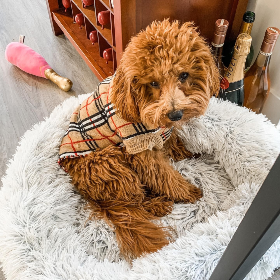 Happy Cavapoo Pup