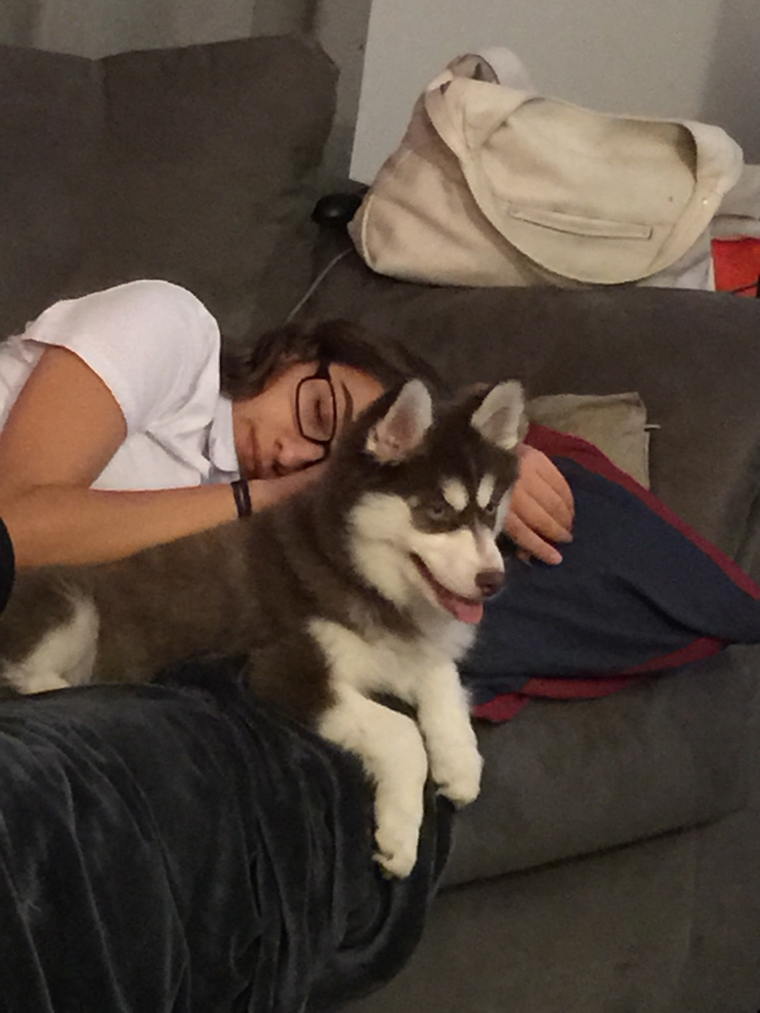 Cute Pomsky Baby