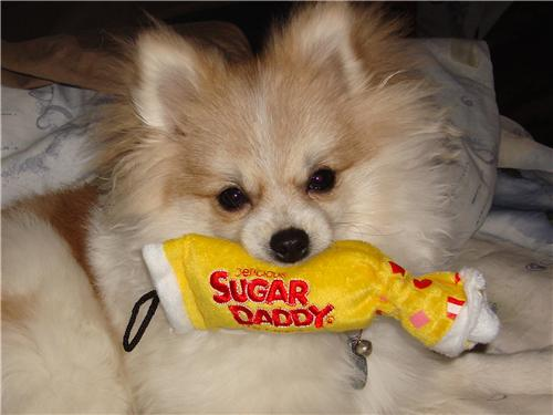 Little Pomeranian Purebred Pup