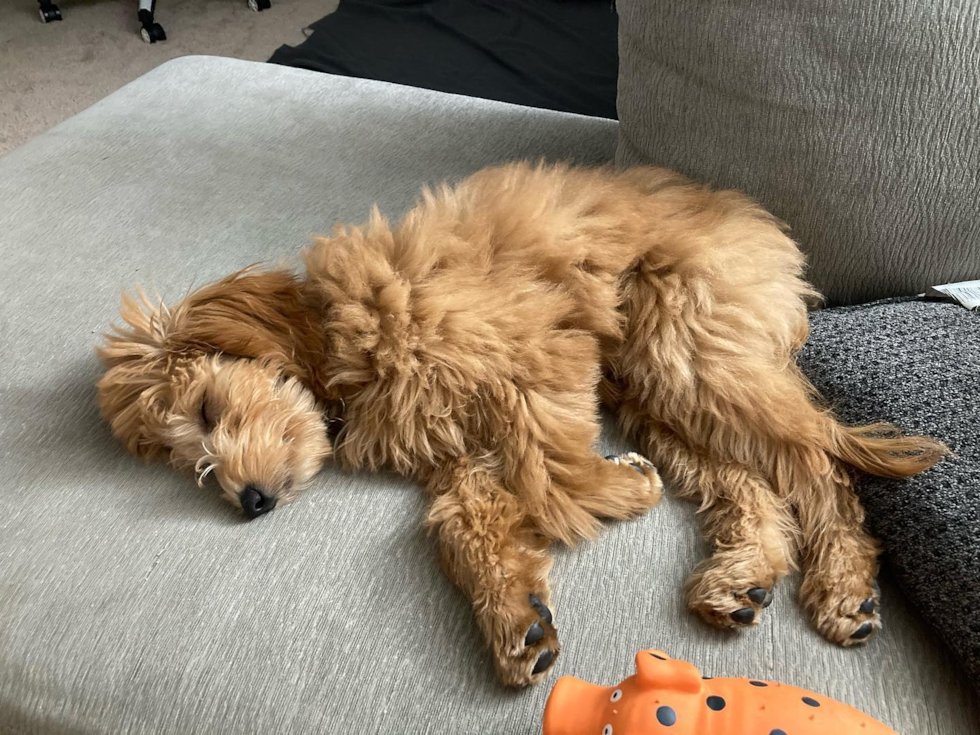 Holtsville Mini Goldendoodle Pup