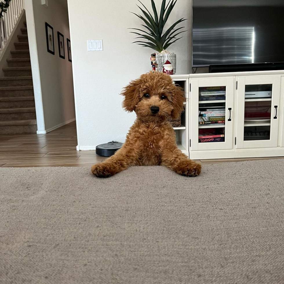 Mini Goldendoodle Being Cute