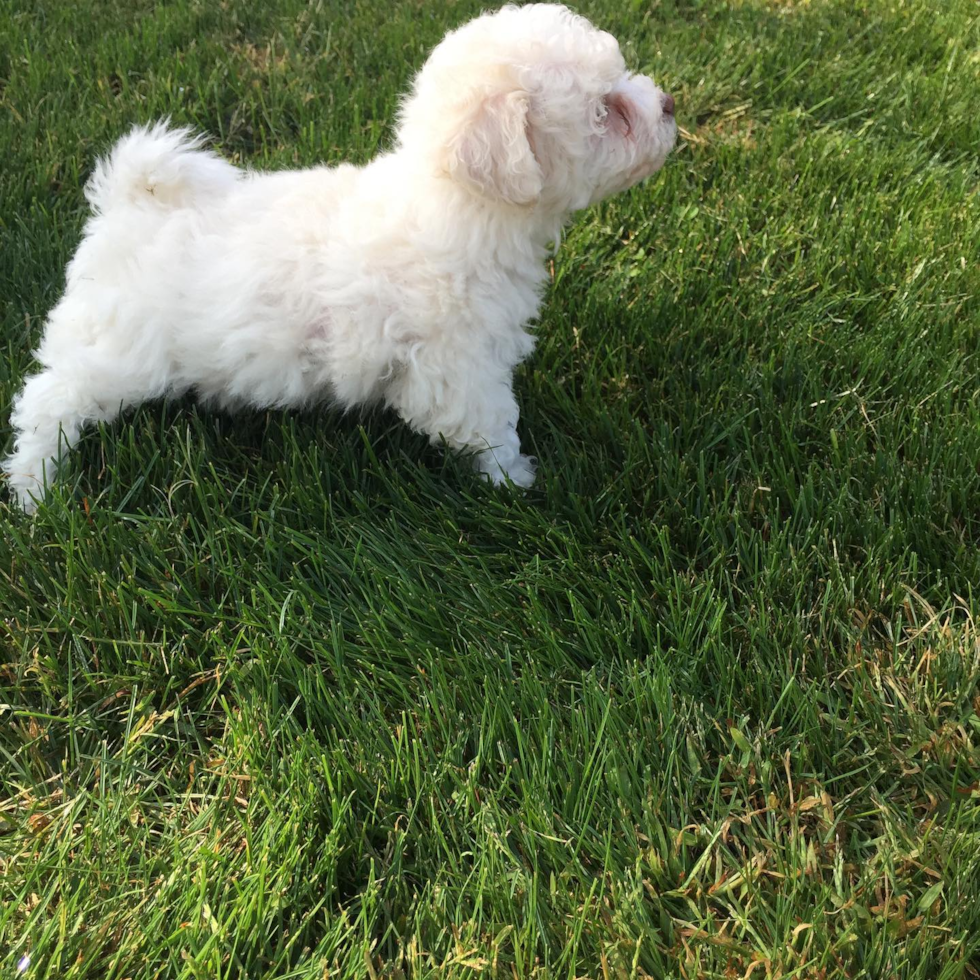 Mason Bichon Frise Pup