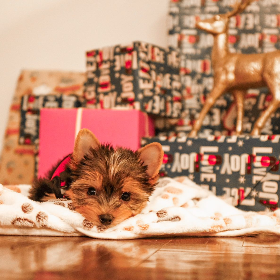 Smart Yorkie Purebred Pup