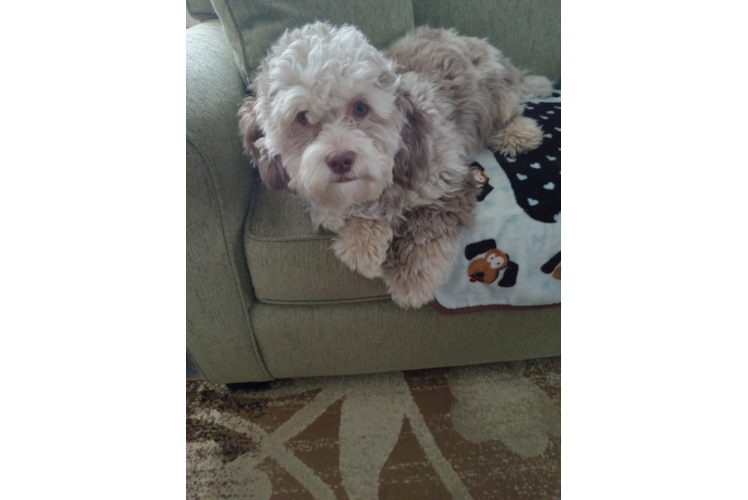 Shih Poo Pup Being Cute