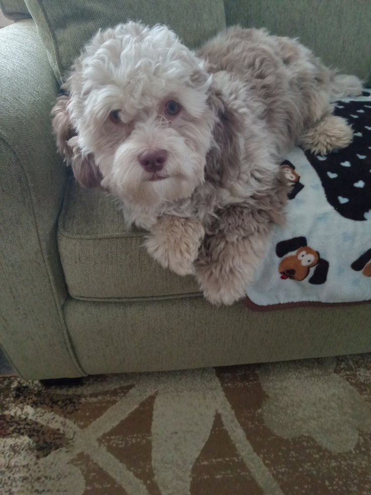 Cute Shih Poo Pup