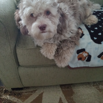 Cute Shih Poo Pup