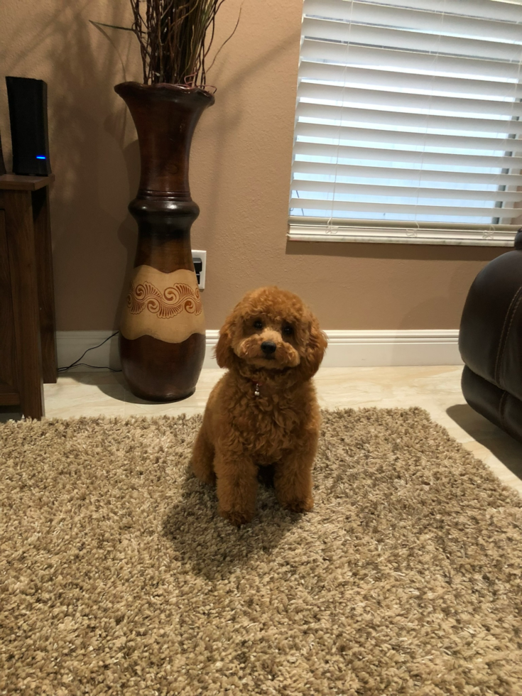 Friendly Mini Goldendoodle Pup