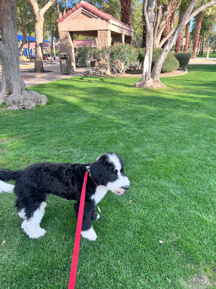 Mini Bernedoodle Pup