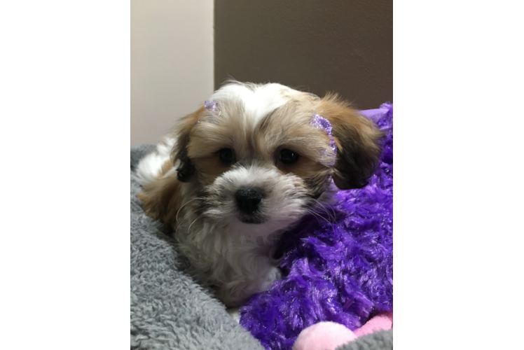 Teddy Bear Puppy for Adoption