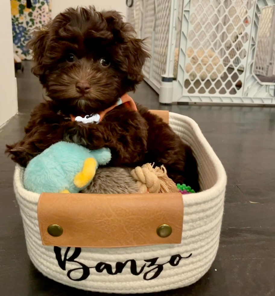 Smart Havapoo Poodle Mix Pup