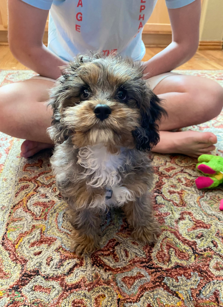 Cavapoo Being Cute