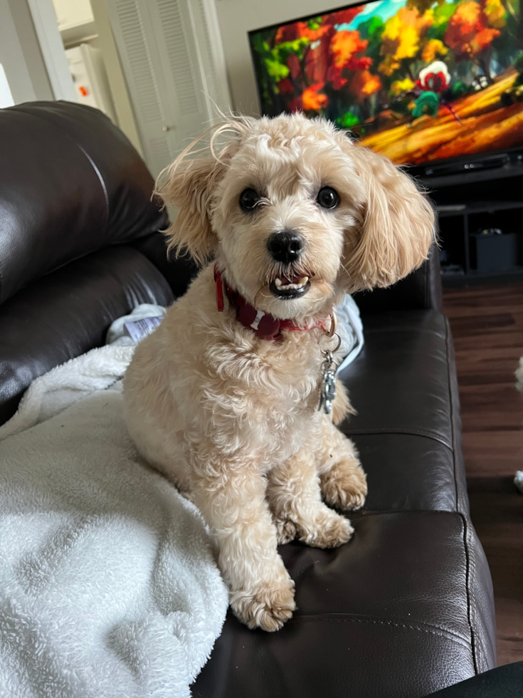 Energetic Maltese Poodle Poodle Mix Pup