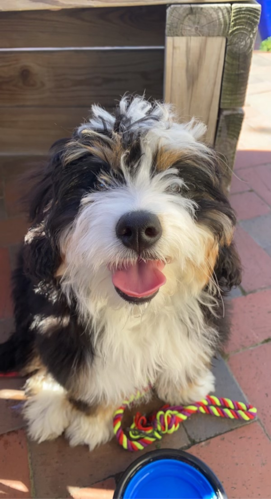 Energetic Mini Berniedoodle Poodle Mix Pup