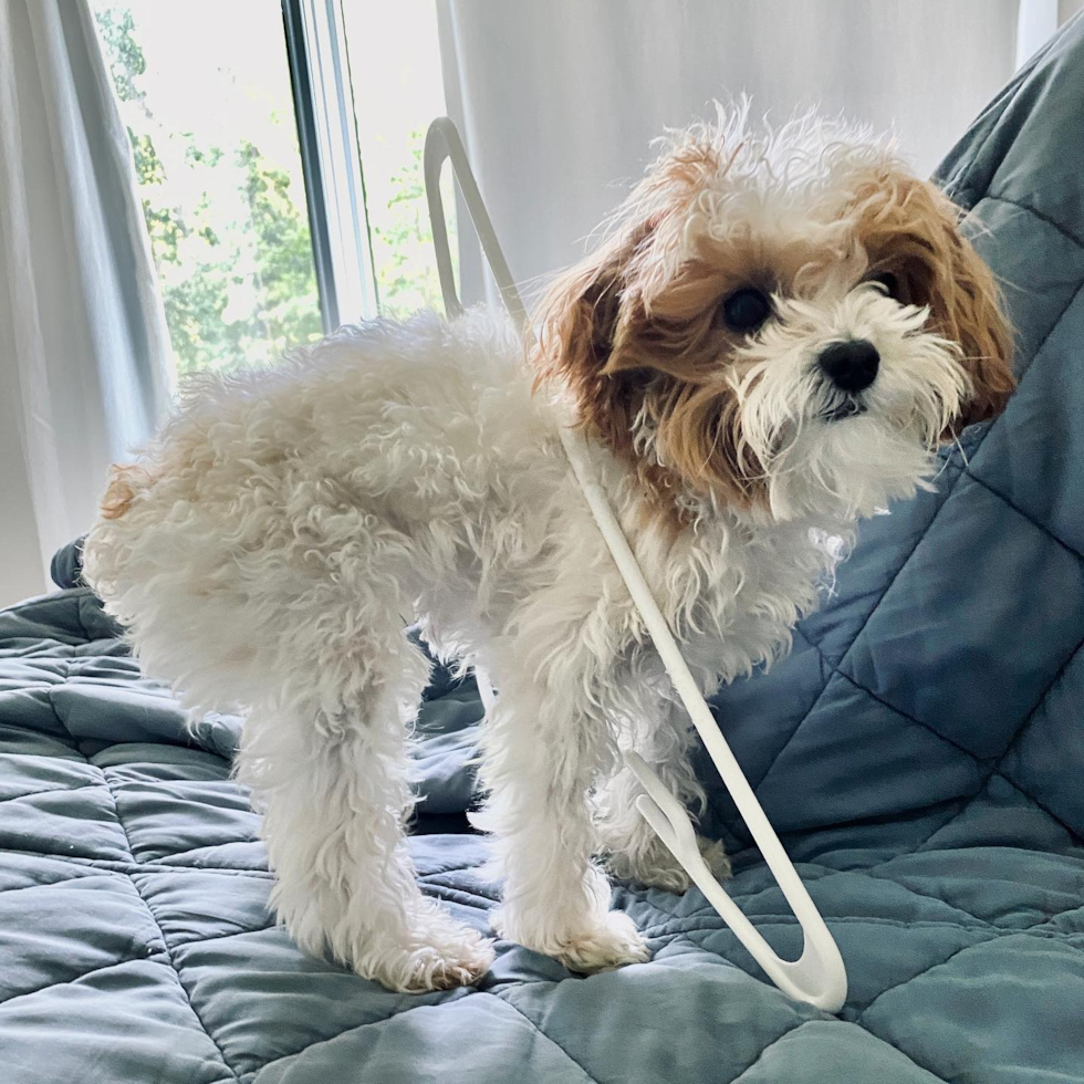 Small Maltipoo Pup