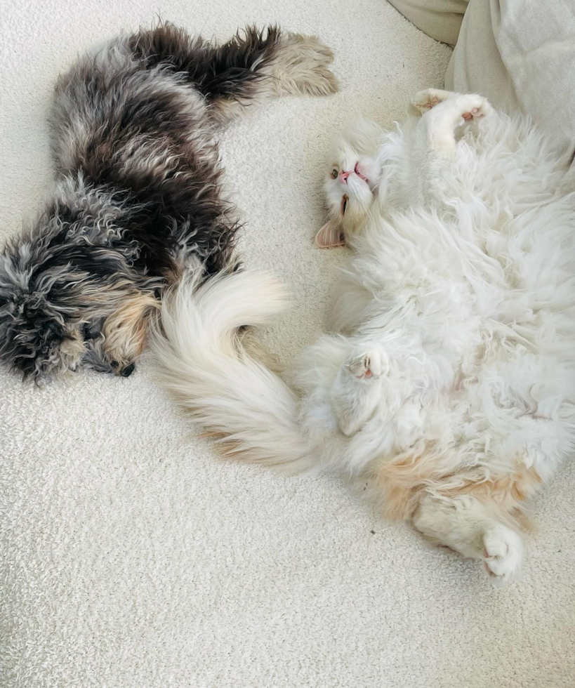 Mini Aussiedoodle Being Cute