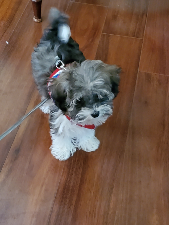 Funny Havapoo Poodle Mix Pup