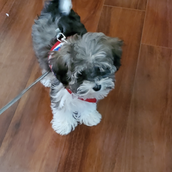 Funny Havapoo Poodle Mix Pup