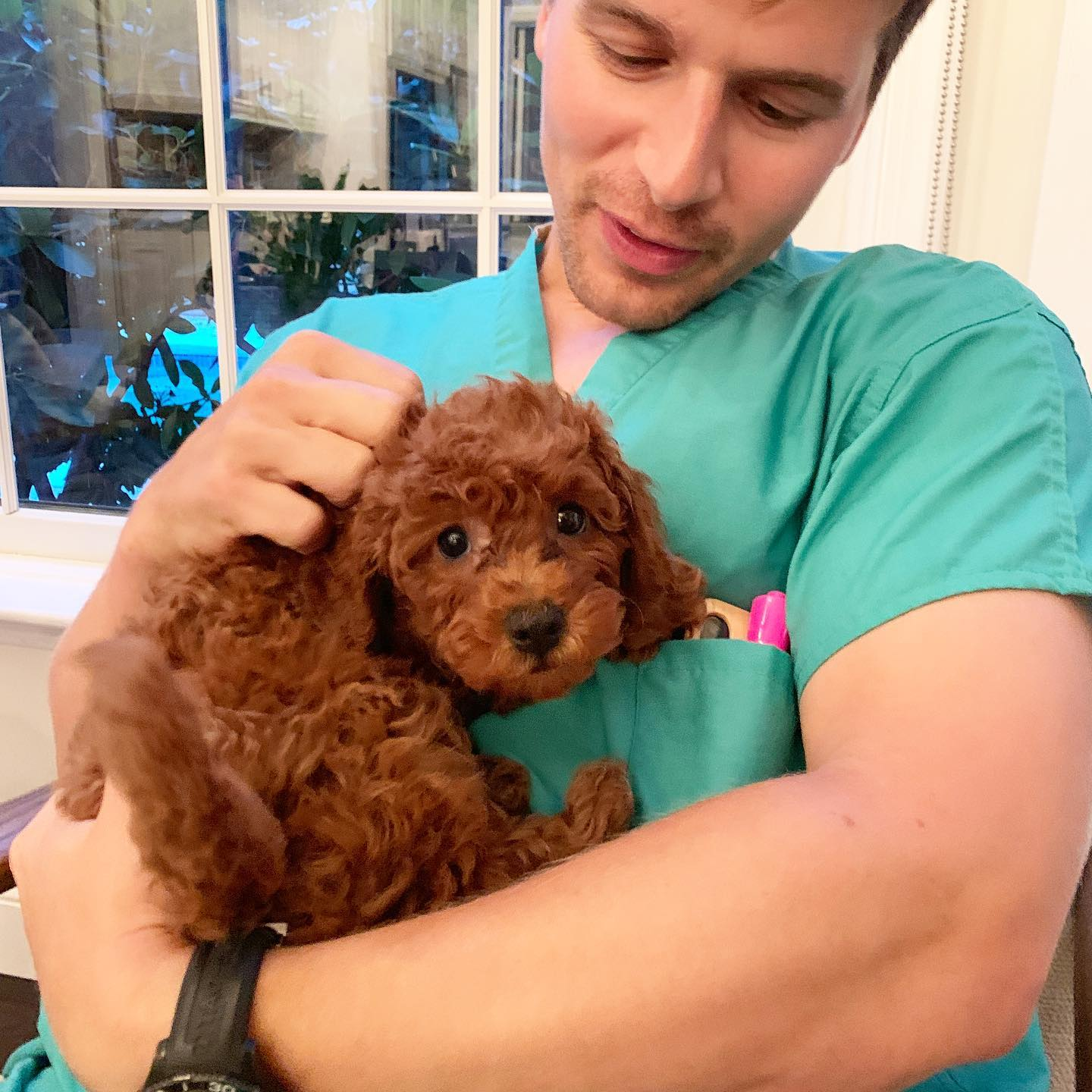 Best Cavapoo Baby