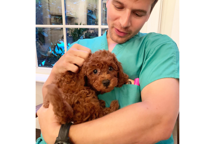 Best Cavapoo Baby