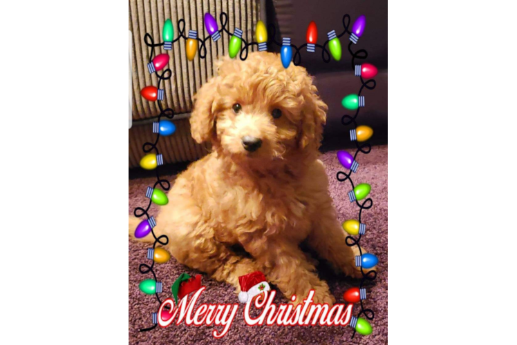 Happy Mini Goldendoodle Baby