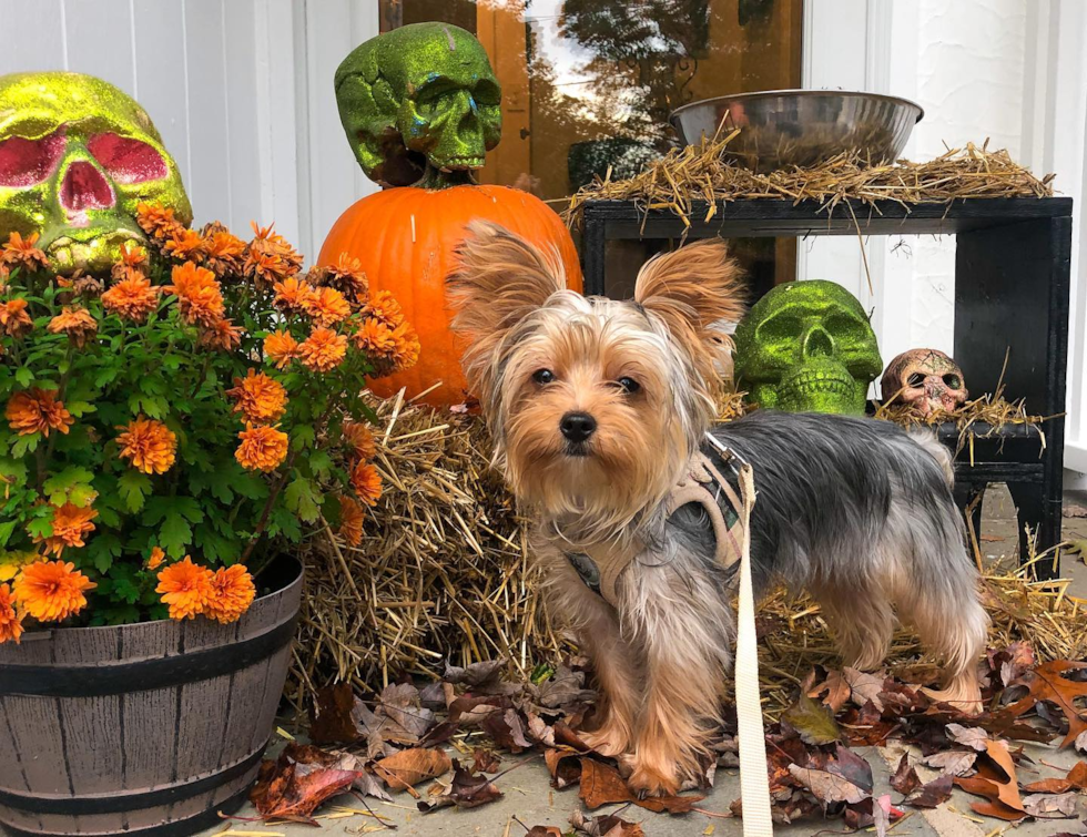 Yorkshire Terrier Being Cute