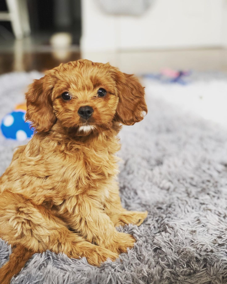 Cute Cavapoo Pup