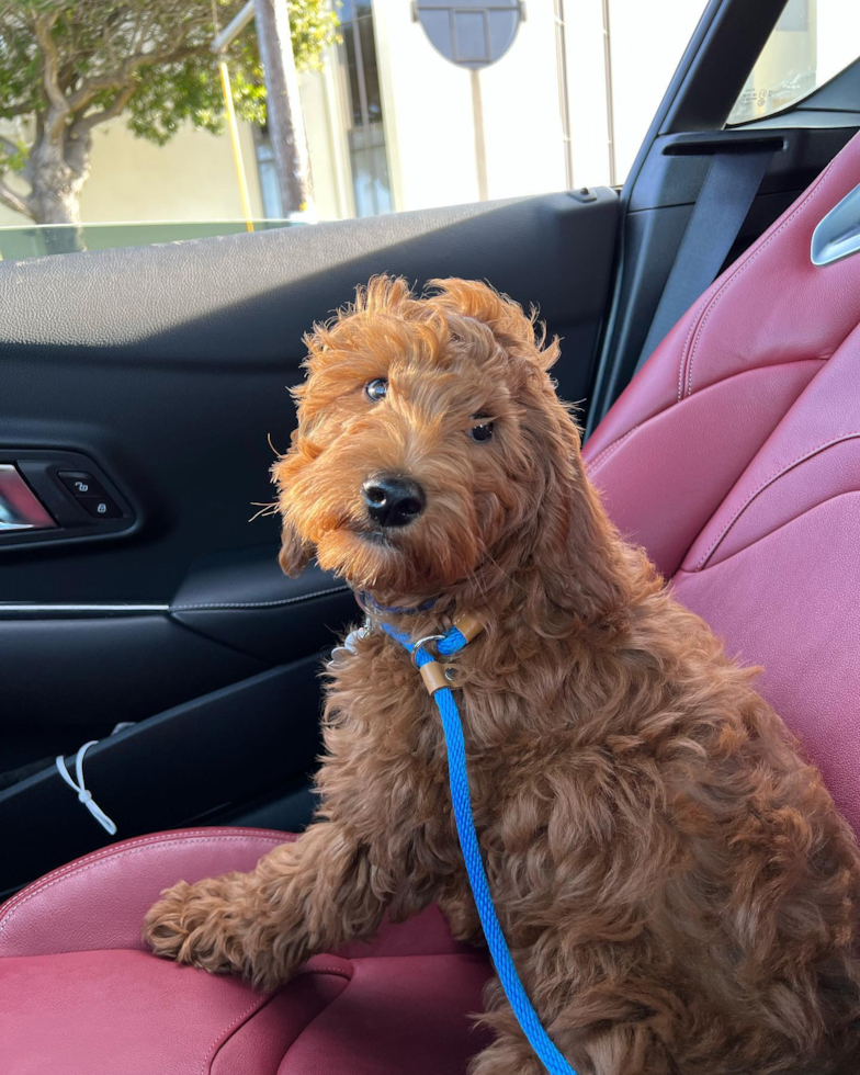 Happy Mini Goldendoodle Pup in South San Francisco CA