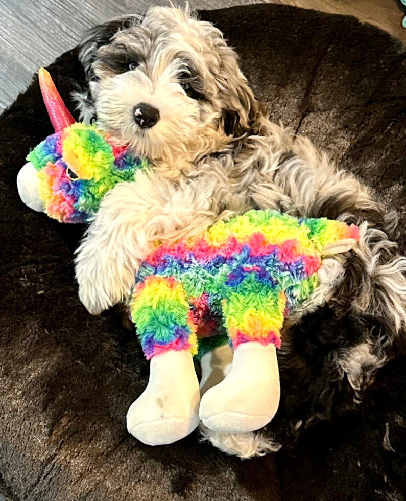Mini Sheepadoodle Pup