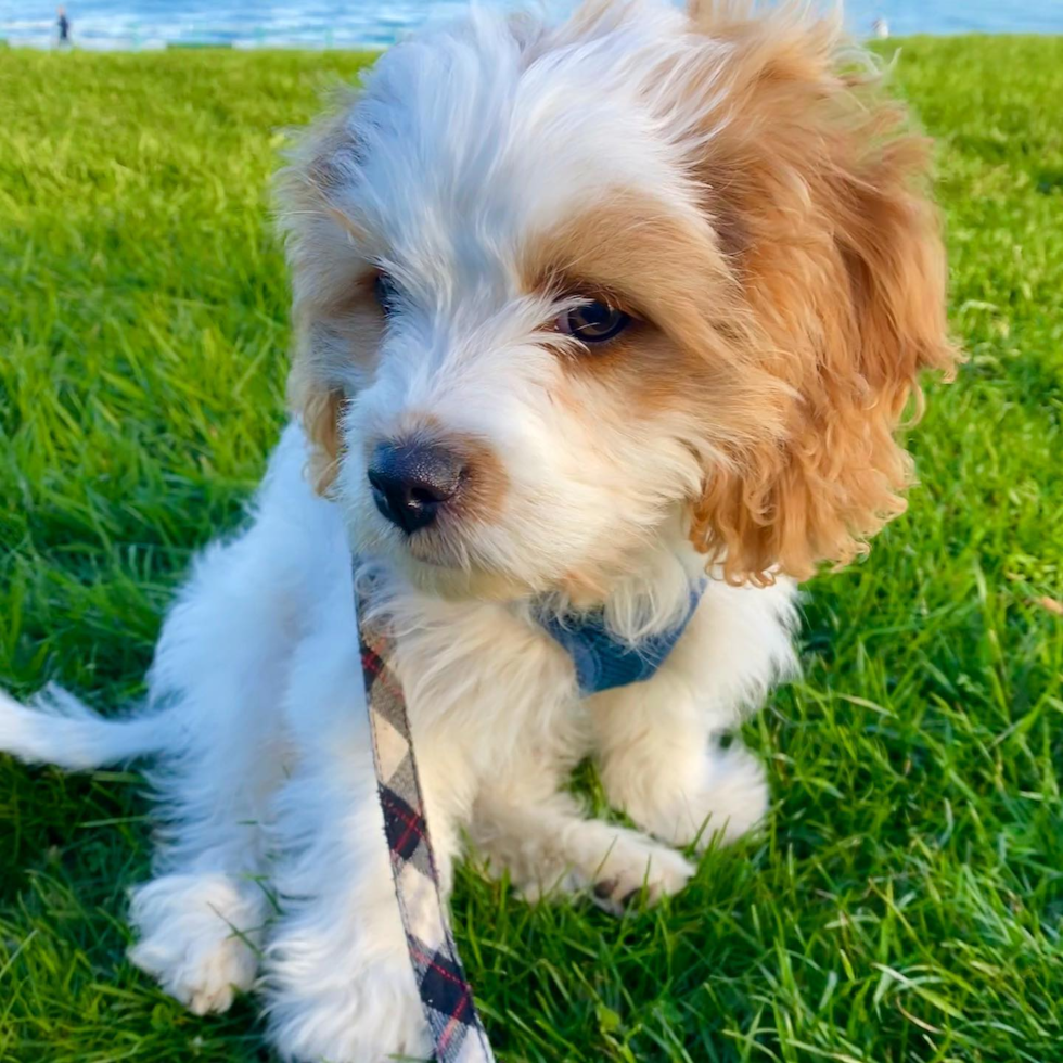 Boston Cavachon Pup