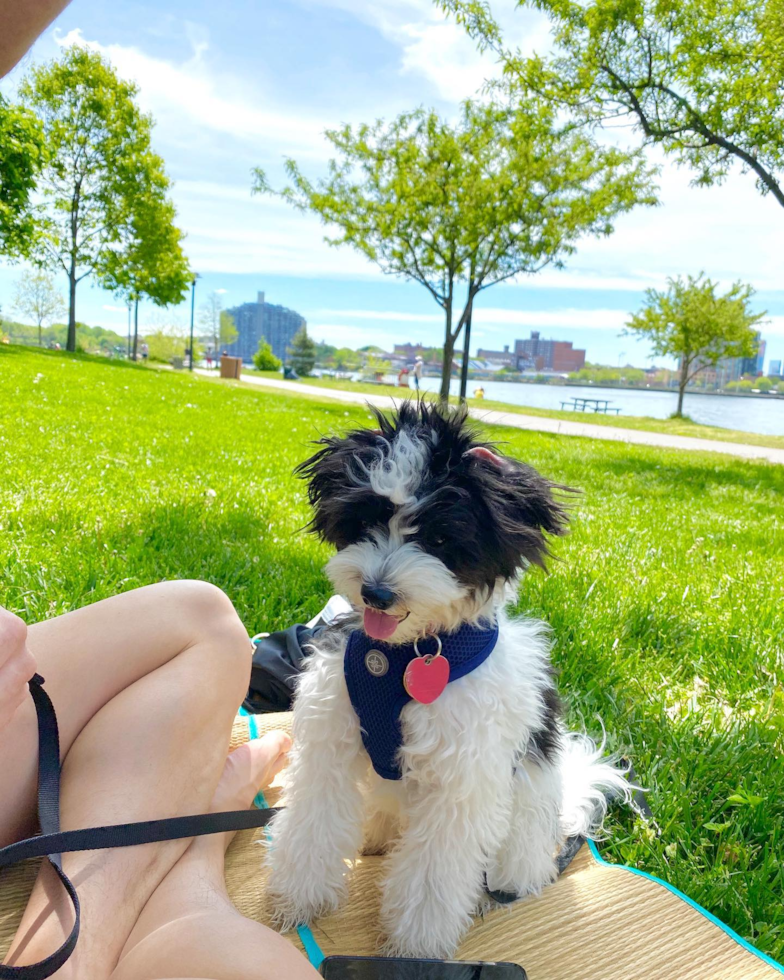 Playful Havanese Pup