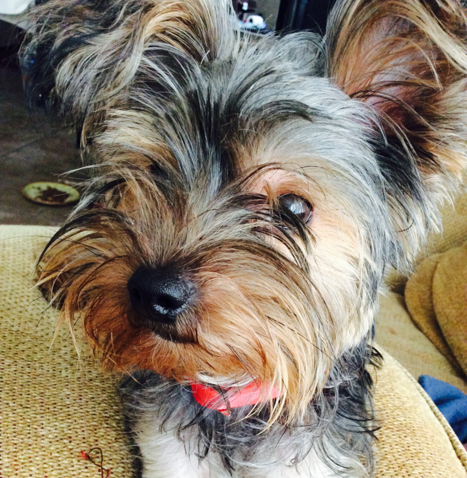 Sweet Yorkshire Terrier Pup in Key West FL