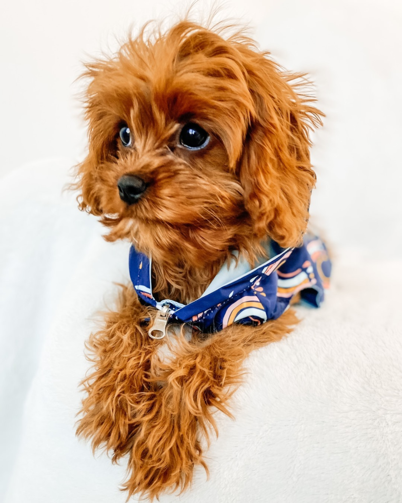 Cavapoo Being Cute