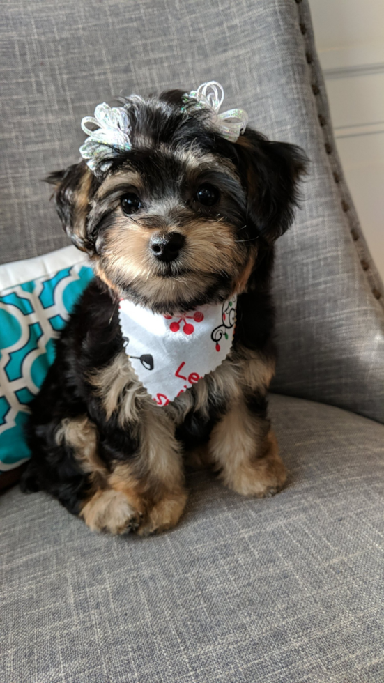 Cute Morkie Pup