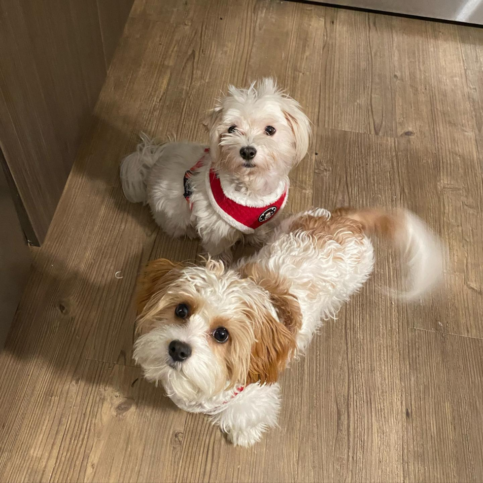 Cavachon Being Cute