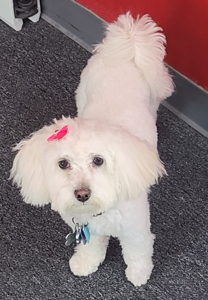 Energetic Havadoodle Poodle Mix Pup