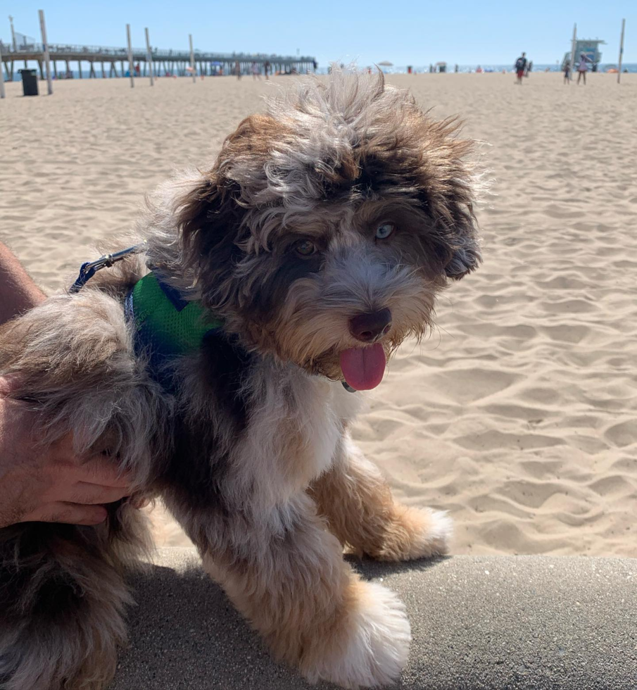 Energetic Aussiepoo Poodle Mix Pup