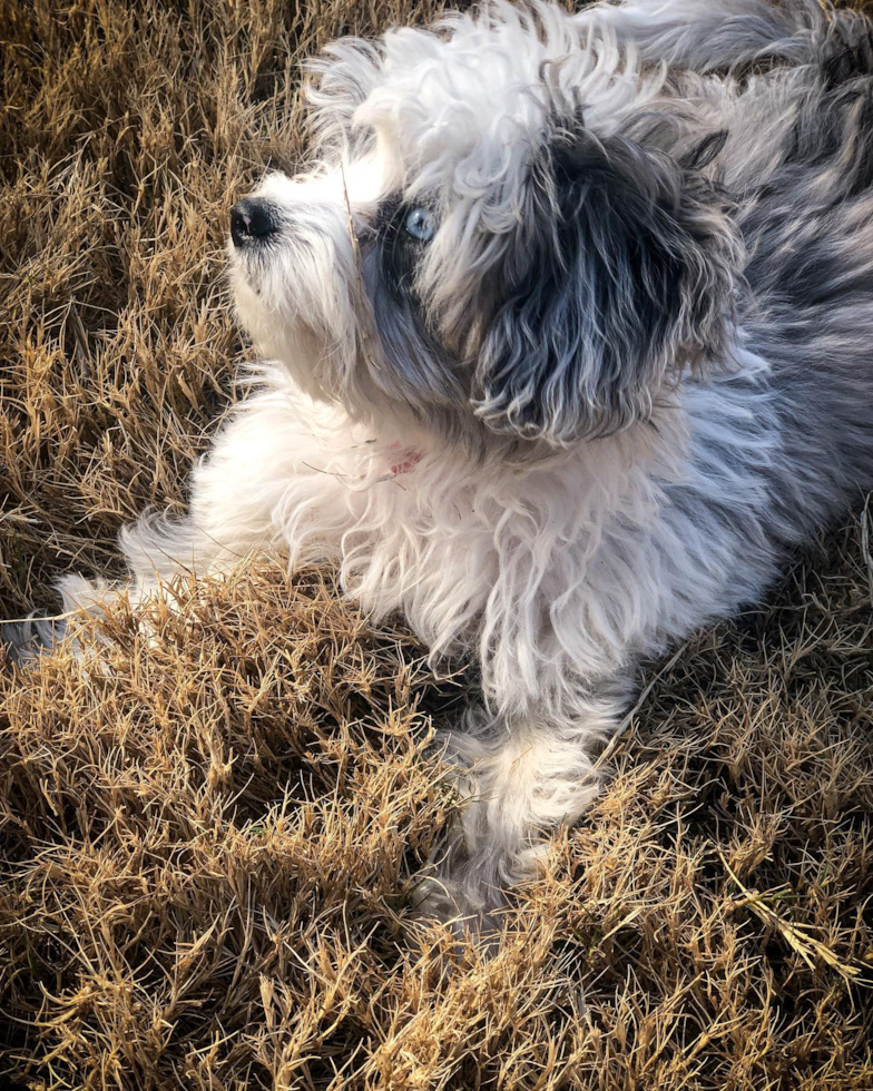 Petite Aussiechon Designer Pup