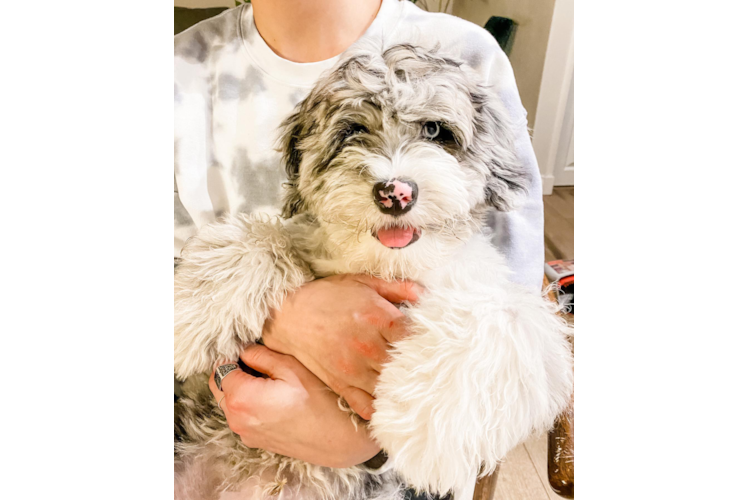 Mini Sheepadoodle Pup Being Cute