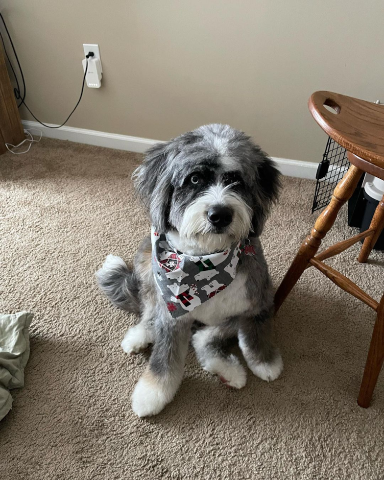 Happy Mini Bernedoodle Pup in Athens OH