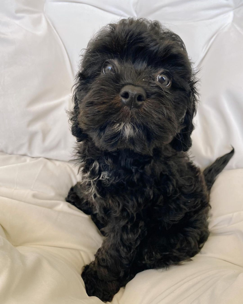 Friendly Cavapoo Pup