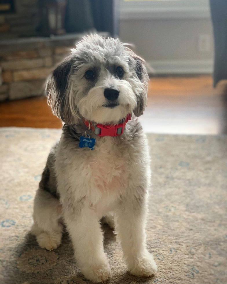 Small Mini Aussiedoodle Pup