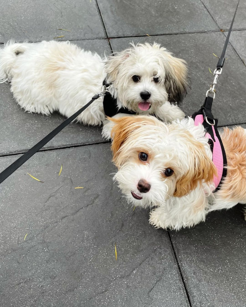 Walnut Creek Teddy Bear Pup