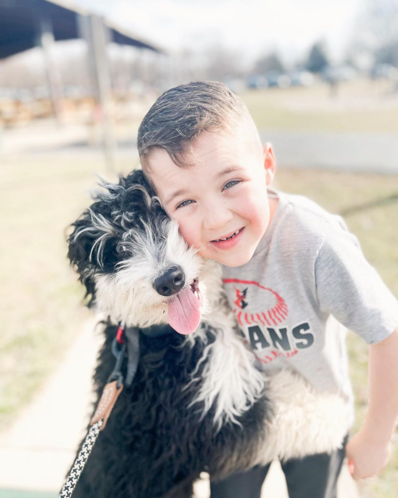 Mini Bernedoodle Being Cute