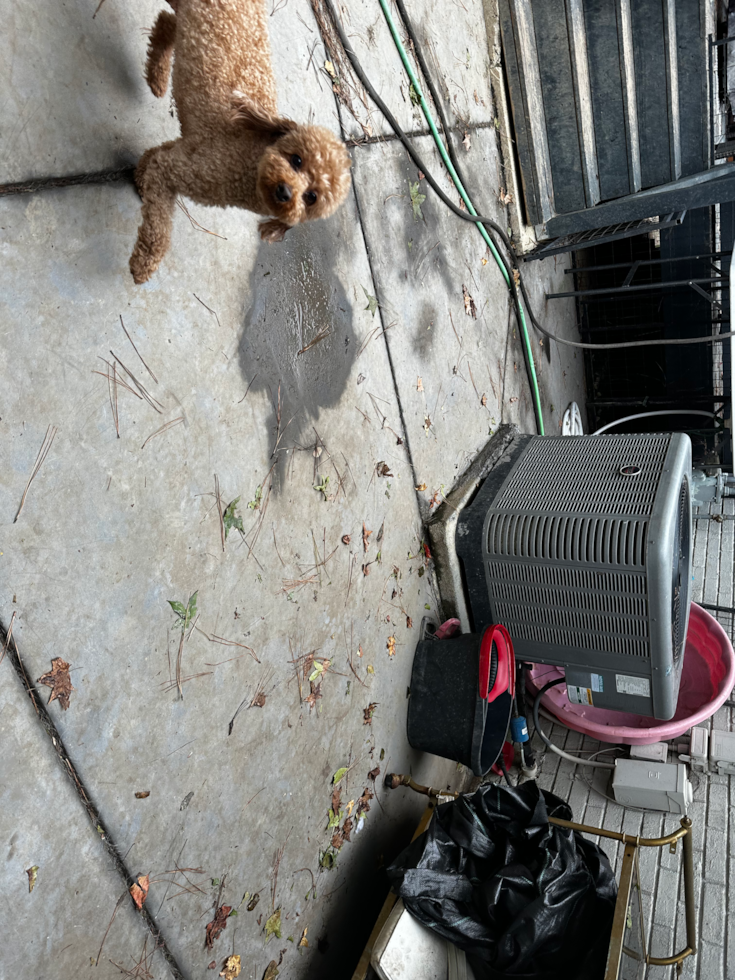 Mini Goldendoodle Being Cute