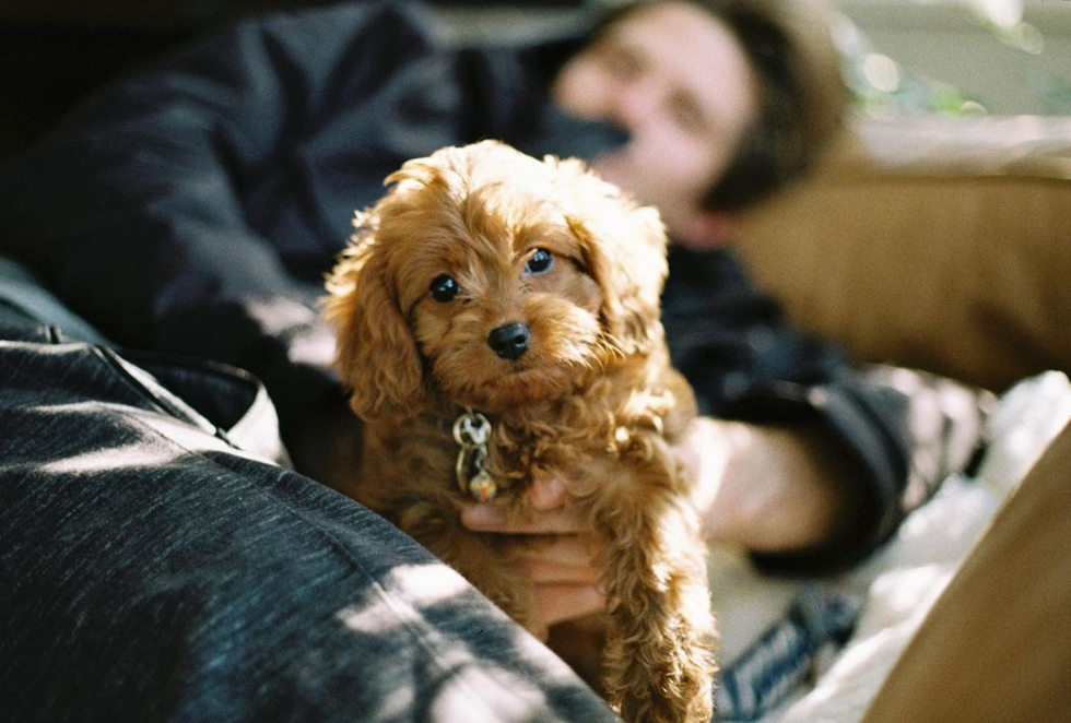 Pleasant Ridge Cavapoo Pup