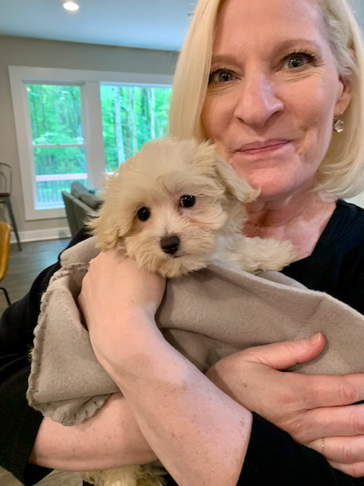 Cute Maltipoo Pup
